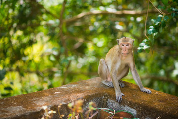 Macaca is sitting on a tree. Asian monkey