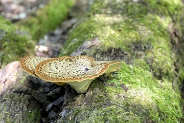 Dryad's saddle, also called pheasant's back mushroom