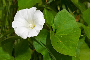 Flower and leaves of Hedge bindweed, also known as Rutland beauty
