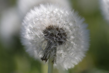 Pusteblume - Löwenzahn - Taraxacum in einer Makroaufnahme