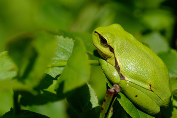 Naklejka premium Europäische Laubfrosch - Hyla arborea in einer Seitenansicht - beim sonnenbaden