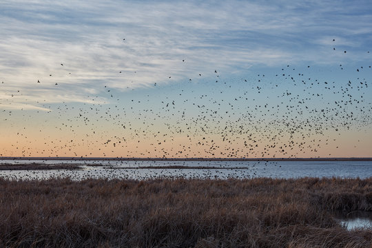 Migrating Blackbirds Flocking In Cheyenne Bottoms