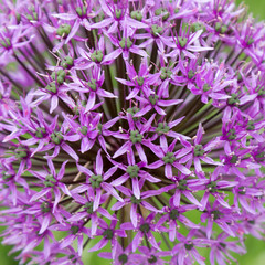 Allium