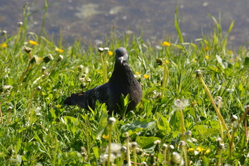 pigeon