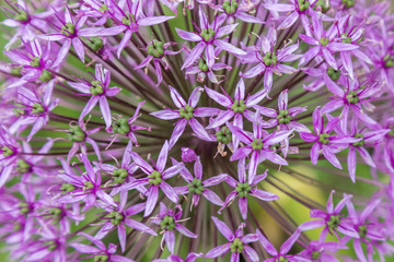 Allium