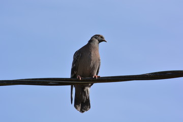 pigeon