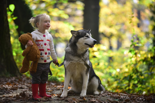 Dog and little girl in autumn forest. Dog husky with child on fresh air outdoor