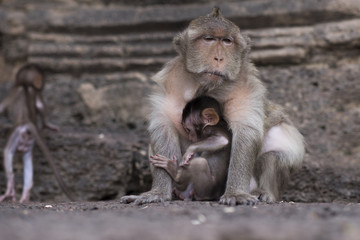 Monkey is embracing the baby monkey.