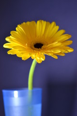 flower amber gerbera nature chamomile flora macro summer
