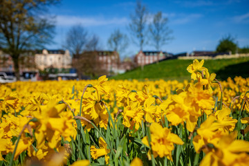 close-up view of beautiful blooming daffodils, green lawn and historical architecture in copenhagen, denmark, selective focus