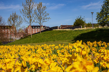 beautiful blooming daffodils, green lawn and historical architecture in copenhagen, denmark