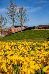 Fototapeta na wymiar selective focus of beautiful blooming daffodils, green lawn and historical architecture in copenhagen, denmark