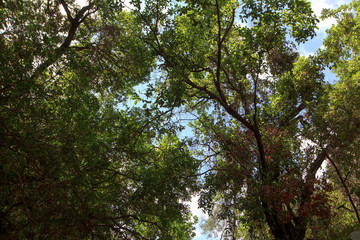 View inside of the forest on the trees. Trees grow in the middle of the forest.