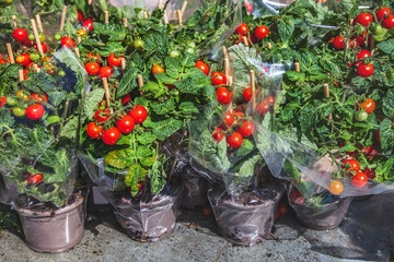 front view of pots with ripe tomatoes and wooden sticks