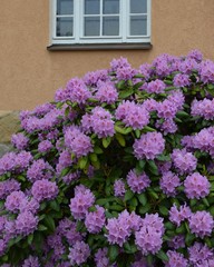 Fototapeta na wymiar Rhododendron blüht rosa vor Hausfassade