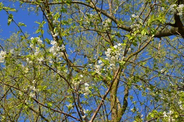 Fototapeta premium Weiße Baumblüten vor Himmelblau