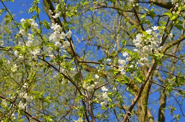 Weiße Baumblüten vor Himmelblau