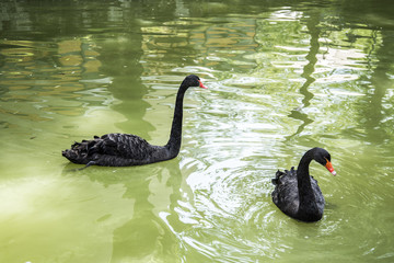 Naklejka premium The black swan is a large waterbird, a species of swan which breeds mainly in the southeast and southwest regions of Australia.