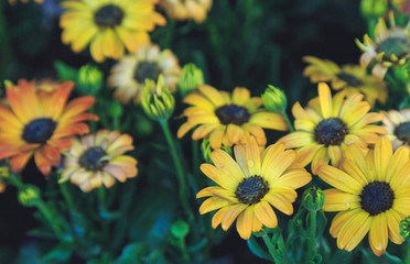 gerbera flowers close-up