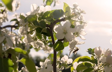 Blossom apple over nature background,