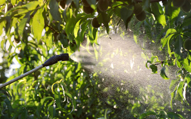 Spraying peach fruit plants in orchard in spring or early summer, plant protection or nutrition work in late afternoon