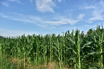 The beautiful green corn field is growing.