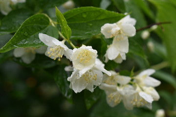 close-up of flowers white jasmine in a summer garden in raindrops on a soft green blurred background