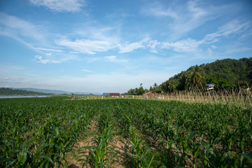 Fototapeta na wymiar The beautiful green corn field is growing.