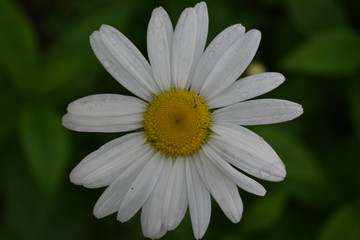 Fototapeta premium close-up of a white chamomile flower in rain drops in a summer garden on a soft green blurred background