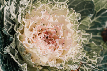 Close up of blooming cabbage in a garden