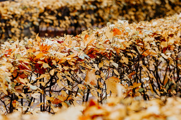 Row of bushes with yellow leaves in the autumn park. Fall nature background.