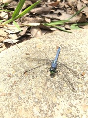 Blue male Eastern Pondhawk dragonfly with a green face