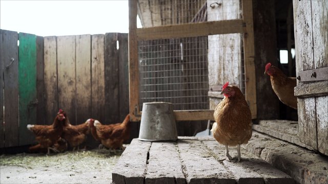 The hens are laying hens in the household. Hen in the yard. White chicken roost stands at the entrance to his house. Chicken in the hen preparing to enter to lay an egg.
