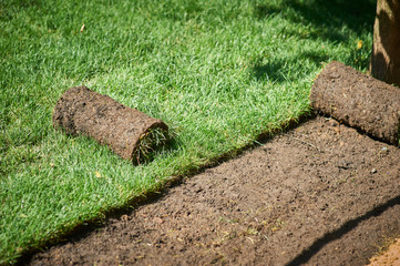 making new lawn using roll grass