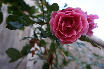 Rose in the driveway