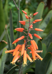 Macro Exotic Flower at Botanical Garden