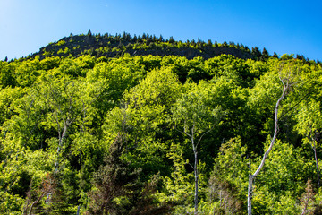 Fototapeta na wymiar Beautiful forest in summer in Adirondacks Mountains