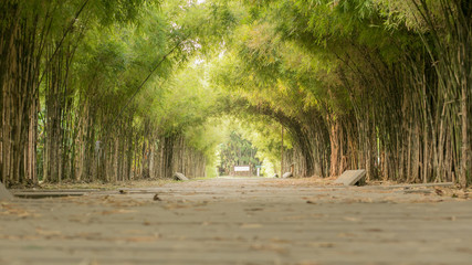 Fototapeta na wymiar Tunnel bamboo tree over the footpath