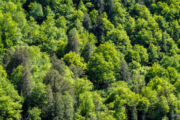 Beautiful forest in summer in Adirondacks Mountains