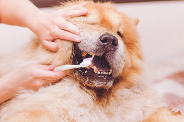 Cleaning smiling dog's teeth