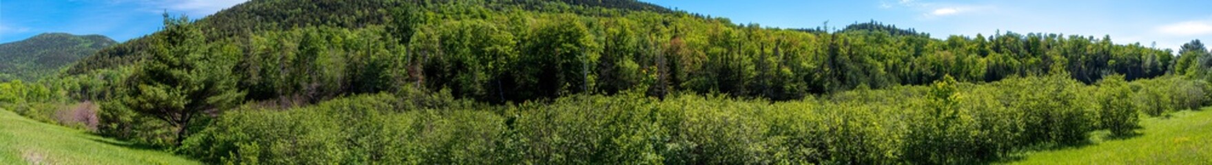 Panoramic view of a forest in the Adirondacks Mountains 