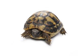 Little baby turtle, Hermann's Tortoise isolated on white background