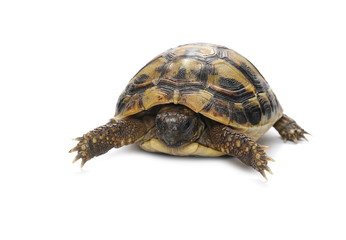 Little baby turtle, Hermann's Tortoise isolated on white background