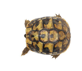 Obraz premium Little baby turtle, Hermann's Tortoise isolated on white background