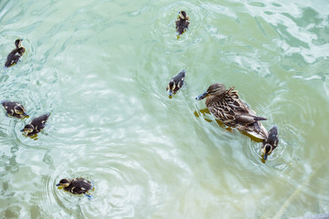 high angle view of mother duck with her beautiful ducklings swimming in blue pond