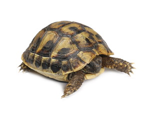 Little baby turtle, Hermann's Tortoise isolated on white background