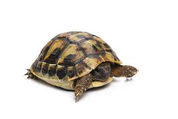 Little baby turtle, Hermann's Tortoise isolated on white background