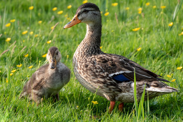 Mother duck with her chick in a meadow with buttercups.