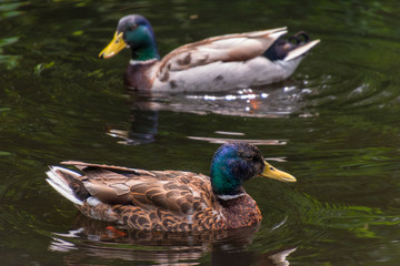 Two ducks in a pond.