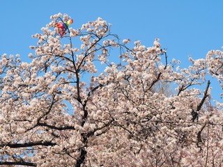 kite eating tree